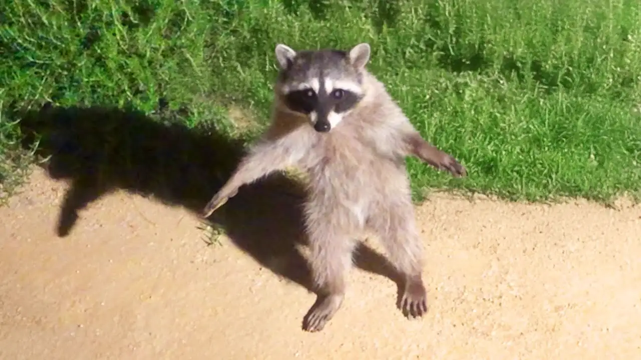 Funniest Animal Videos Ever (Part 1)