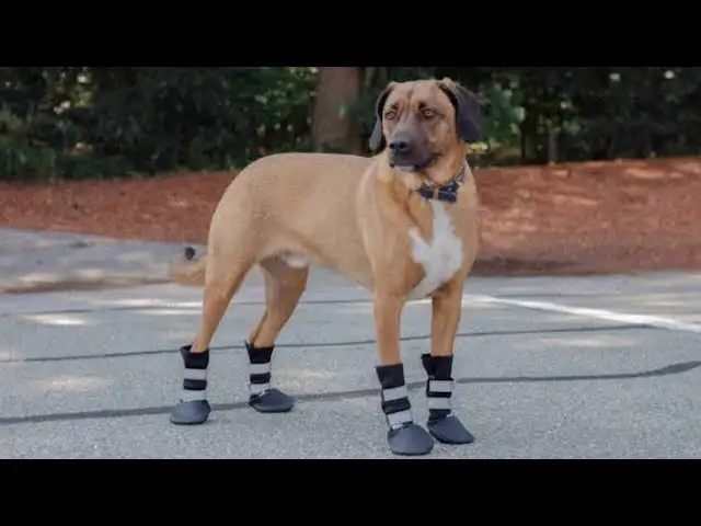 Funny Dogs Wearing Shoes For The First Time: Funny Videos Of Dogs Wearing Shoes For The First Time