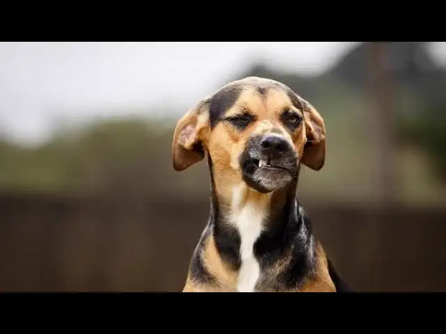 Funny Dogs Video: The Most Hilarious And Emotional Moments Of Dogs