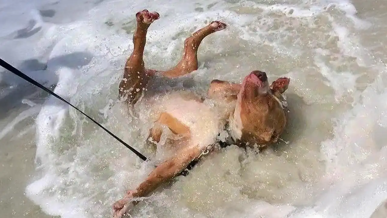 When Your Dog First Encounters with the Ocean! 😂 Funny Dogs and Water
