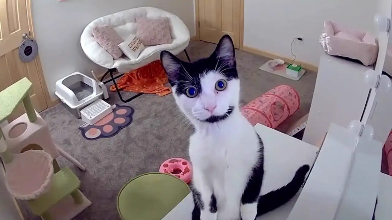 TRY NOT TO LAUGH - Best Pets of 2025 🤣