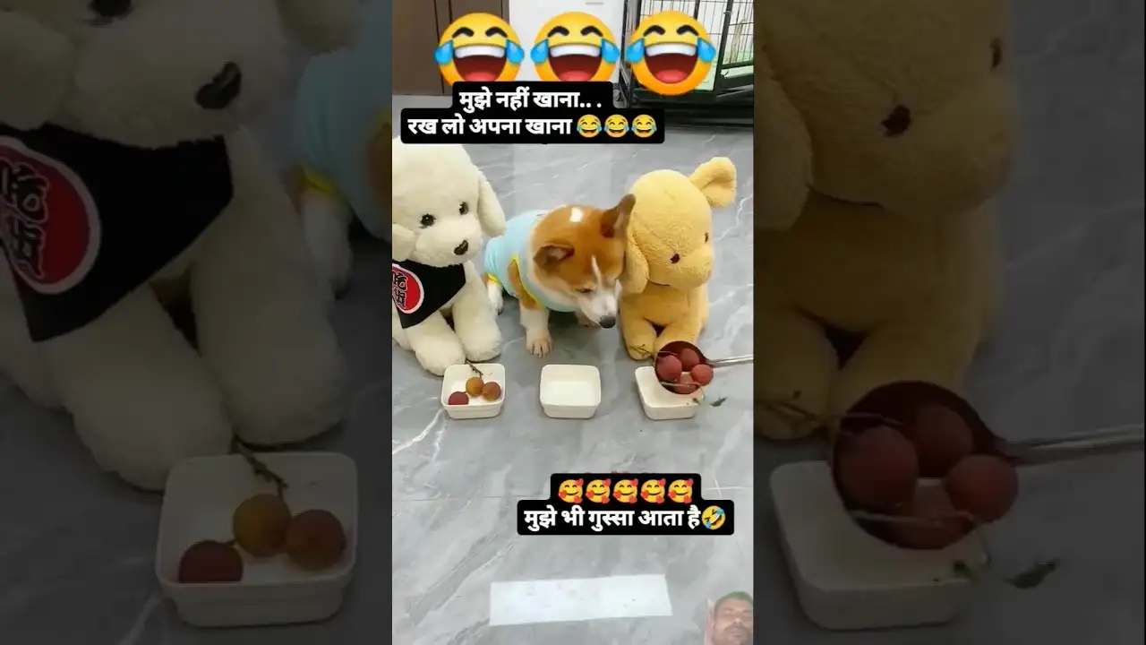 #love #dog #cute #love #cat #shorts #youtube #funny #kfc #trending #entertainment #explore #youtube