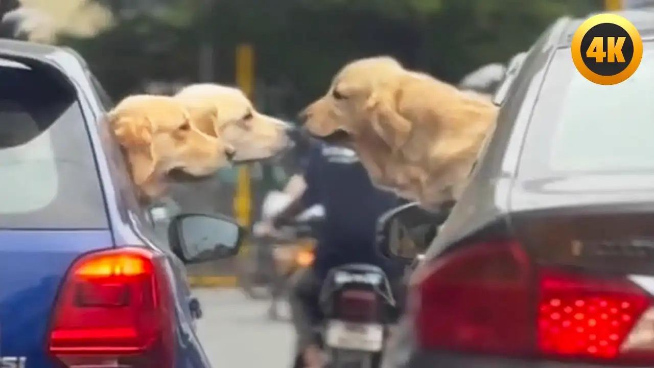 FUNNIEST Pets of the Year ๐ | BEST Animal Videos